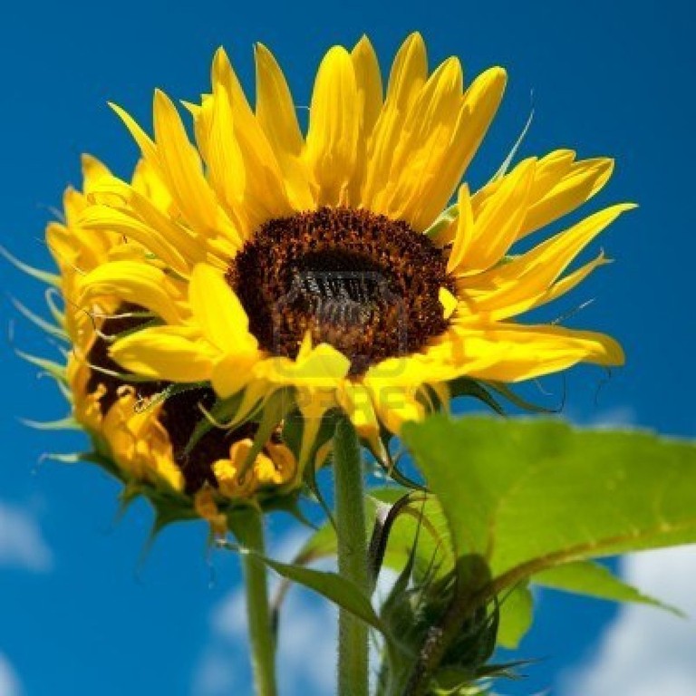 Sonnenblume
