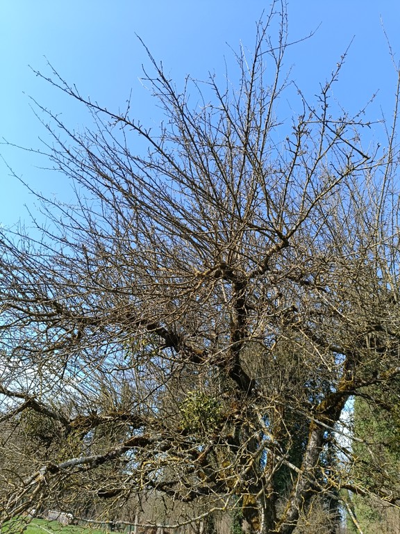 Wasserschosse am Baum