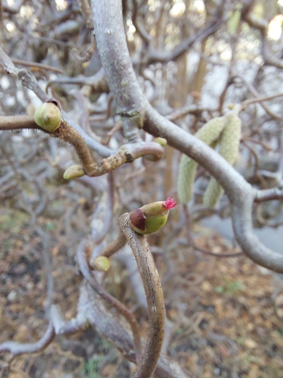 eine Knospe