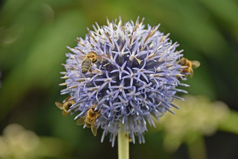 Alium in voller Blüte