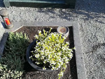 Friedhofspflege aktuell