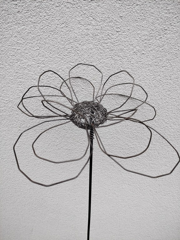 Bild von Drahtblume