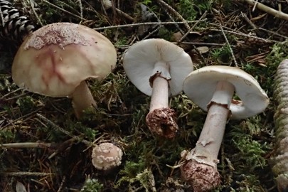 Vortrag: Speisepilze und ihre giftigen Doppelgänger