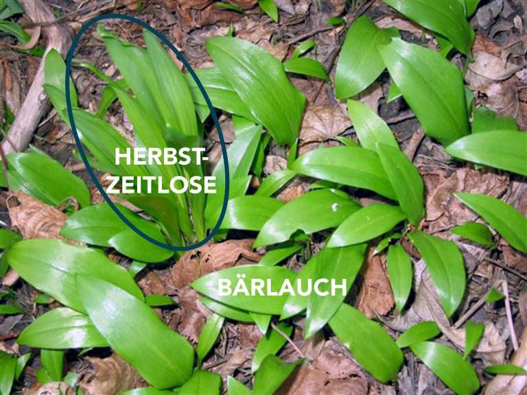 Bärlauch_Herbstzeitlose_Vergleich©Sicheres Vorarlberg