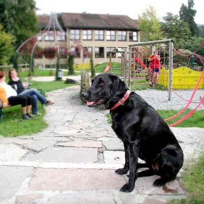 Hundeabgabe
