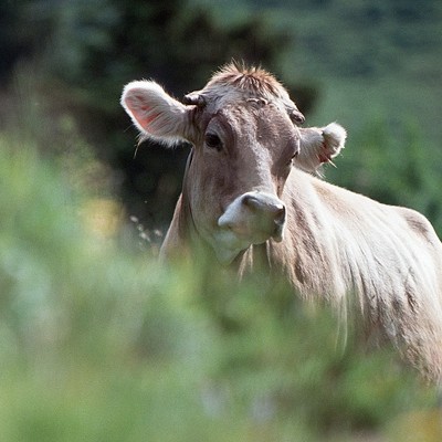 Landwirtschaft