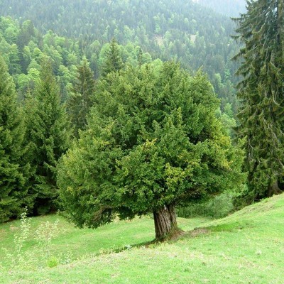 Naturdenkmal