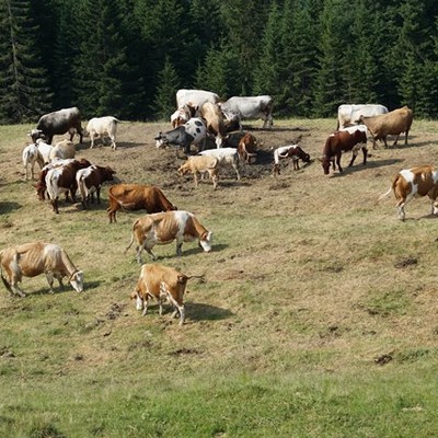 Alpen von Viktorsberg