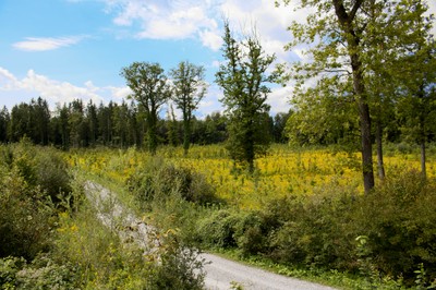 Junger klimafitter Mischwald © Alexander Gerold