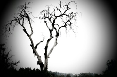 Baumsterben © Nadine Albrecht