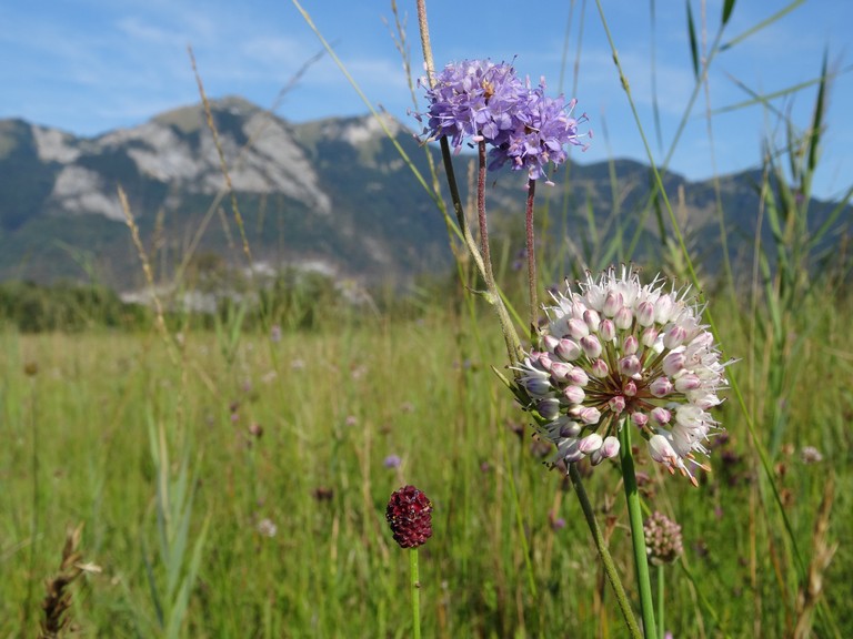 Blume auf Feld c RM Europaschutzgebiete