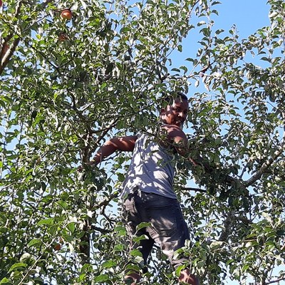 Apfel 1.jpg