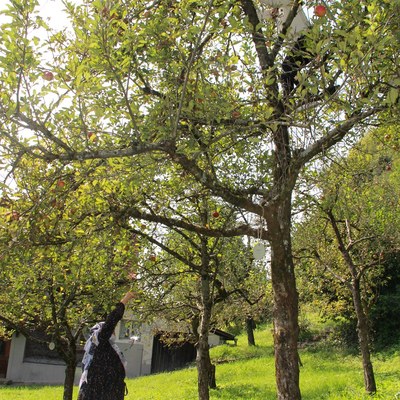 Apfel 4.jpg