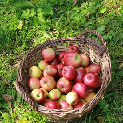 Apfel 5.jpg