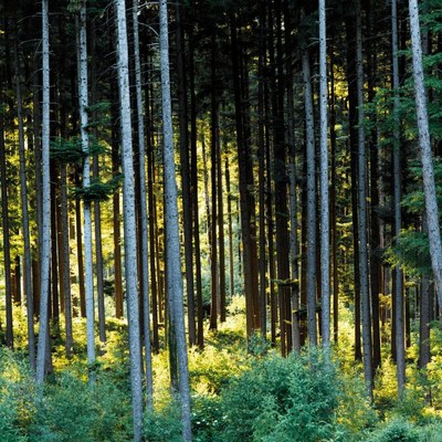 Forst_Wald.jpg