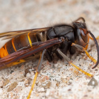 Asiatische Hornisse bedroht heimische Bienen