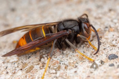 Asiatische Hornisse bedroht heimische Bienen Asiatische Hornisse bedroht heimische Bienen