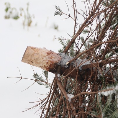 Christbaumentsorgung