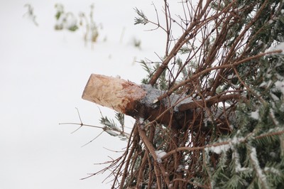 Christbaumentsorgung