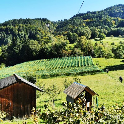 Hohe internationale Auszeichnung für „Weinbaukollektiv West“ in Batschuns