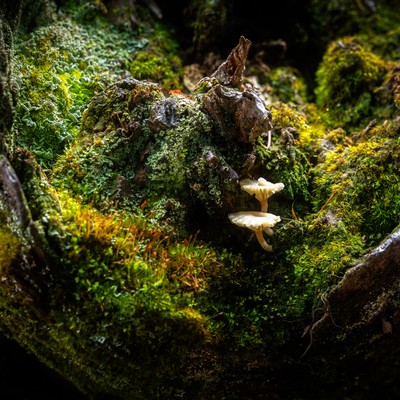 Naturvielfalt in Zwischenwasser - Das geliebte Leben und der Tod: Totholz und Magerwiesen in der Amatlina-Vita