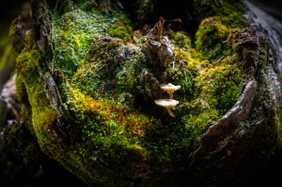 Naturvielfalt in Zwischenwasser - Das geliebte Leben und der Tod: Totholz und Magerwiesen in der Amatlina-Vita Naturvielfalt in Zwischenwasser - Das geliebte Leben und der Tod: Totholz und Magerwiesen in der Amatlina-Vita