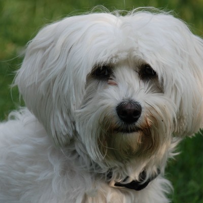 Hundeabgabe