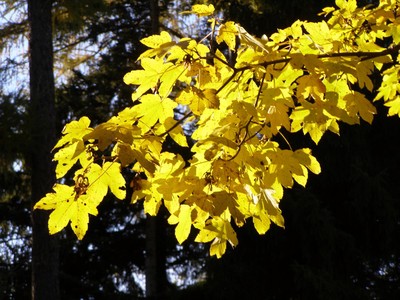 PA290024 (Copy).JPG