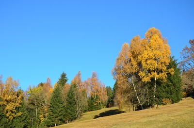 sennewies2 (Copy).jpg