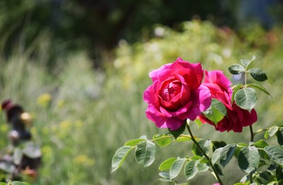 DSC_3806.JPG