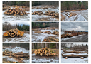 Bilder Holzversteigerung_230208_Querformat1.jpg