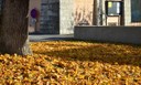 Natur 111118.6 (Copy).JPG