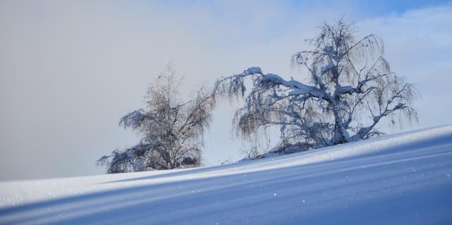 Winter 151217.46 (Copy).JPG