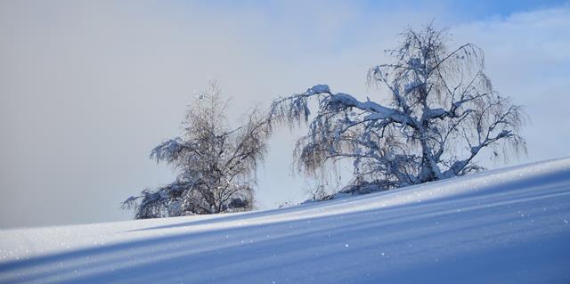Winter 151217.46 (Copy).JPG